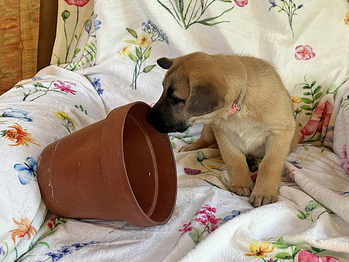 chinook puppy